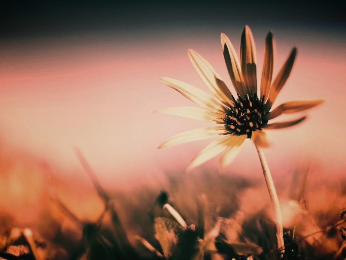 Летний цветок на солнце обои