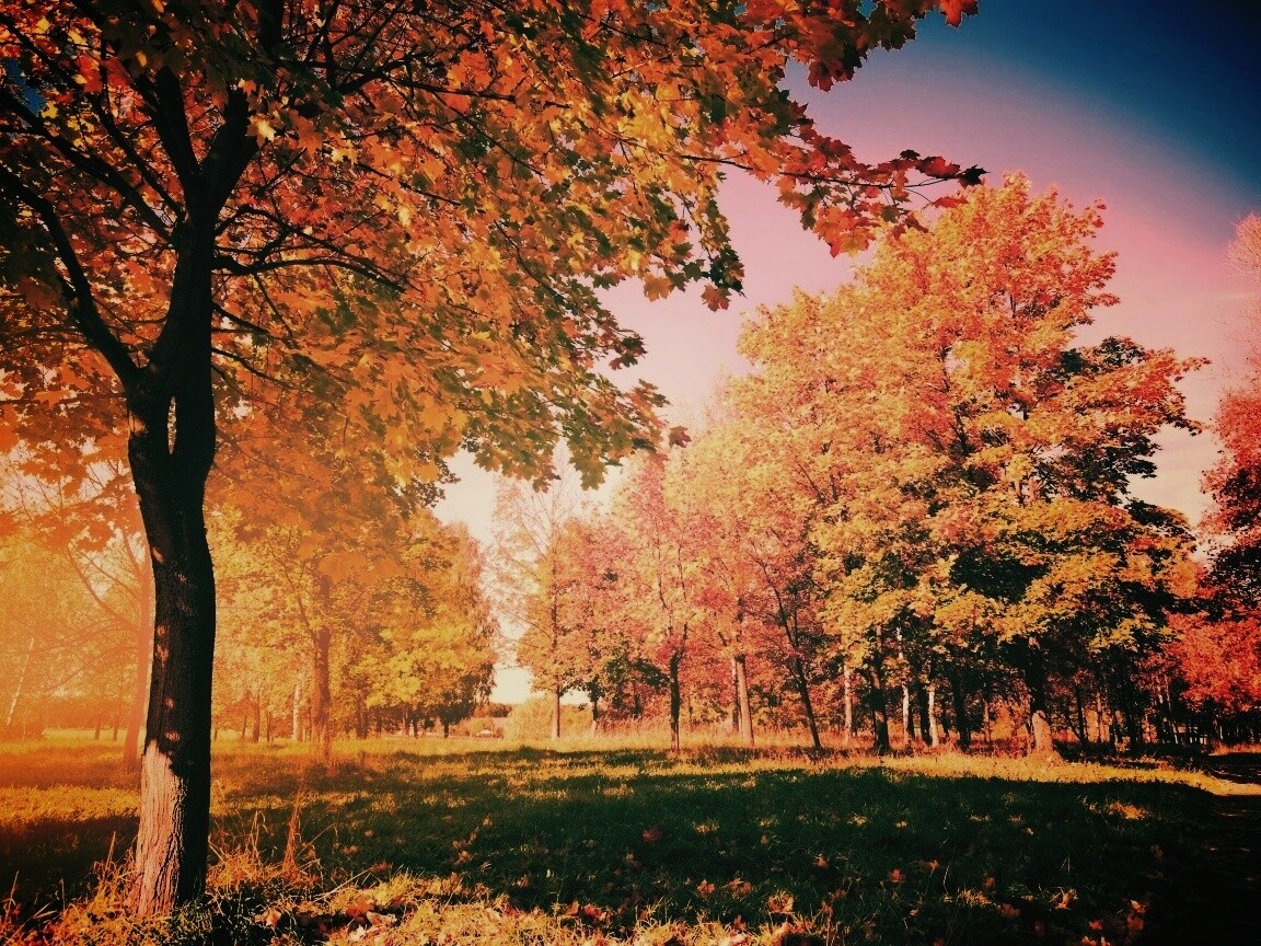 Осень в лесу обои