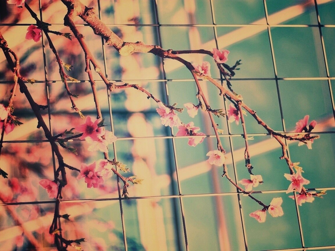 Ветка за сеткой обои