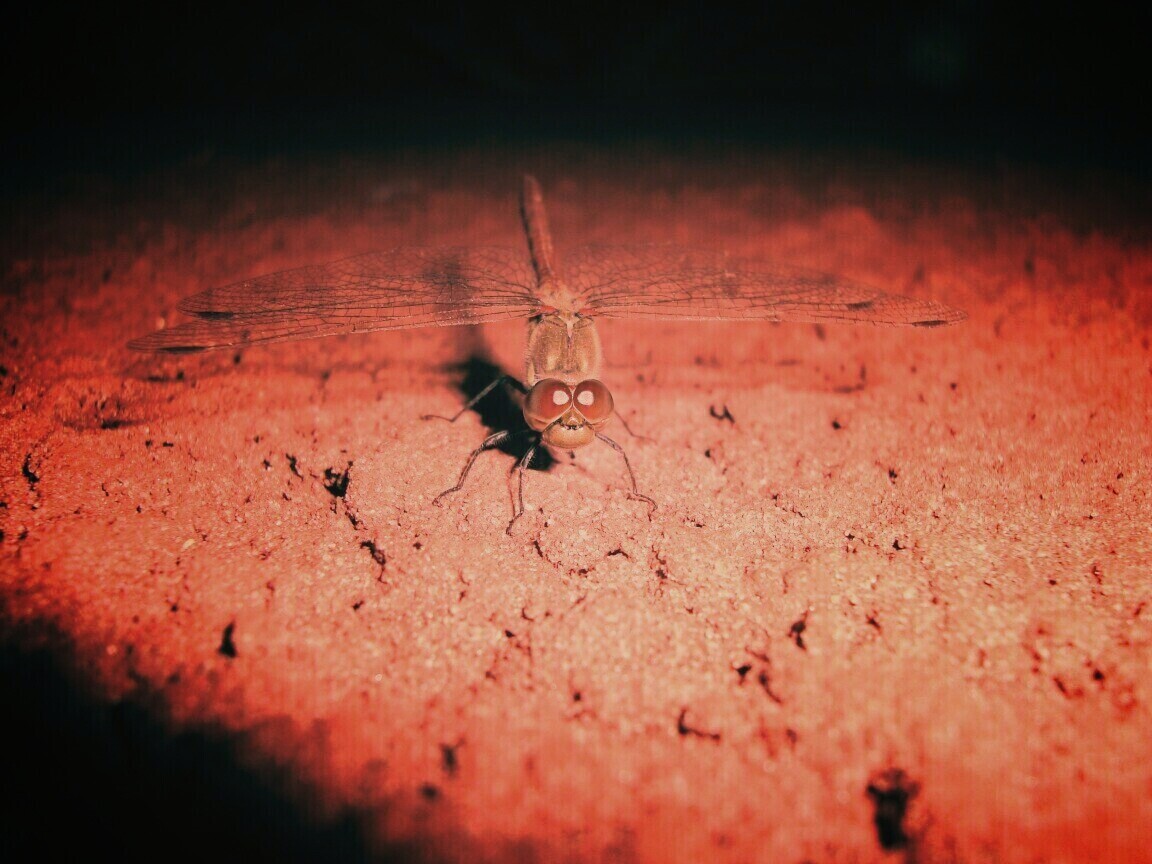 Стрекоза обои