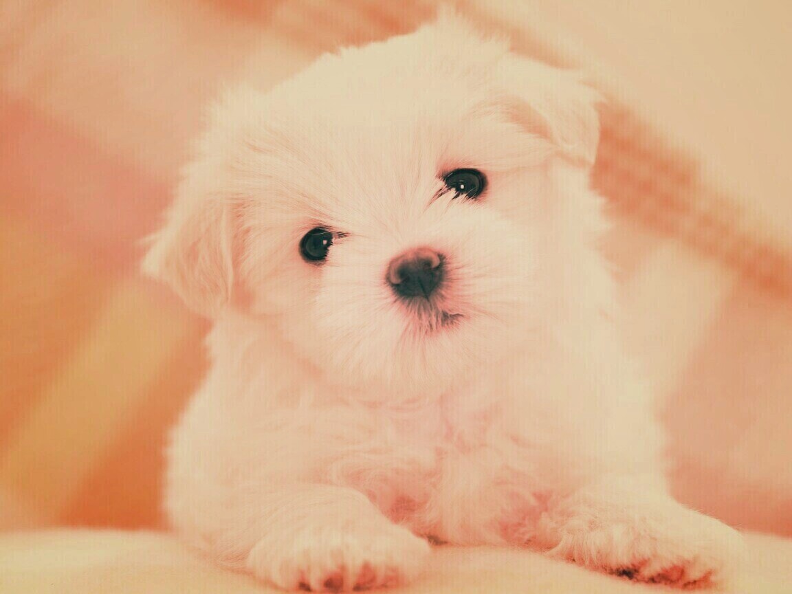 Щенок мальтийской болонки обои
