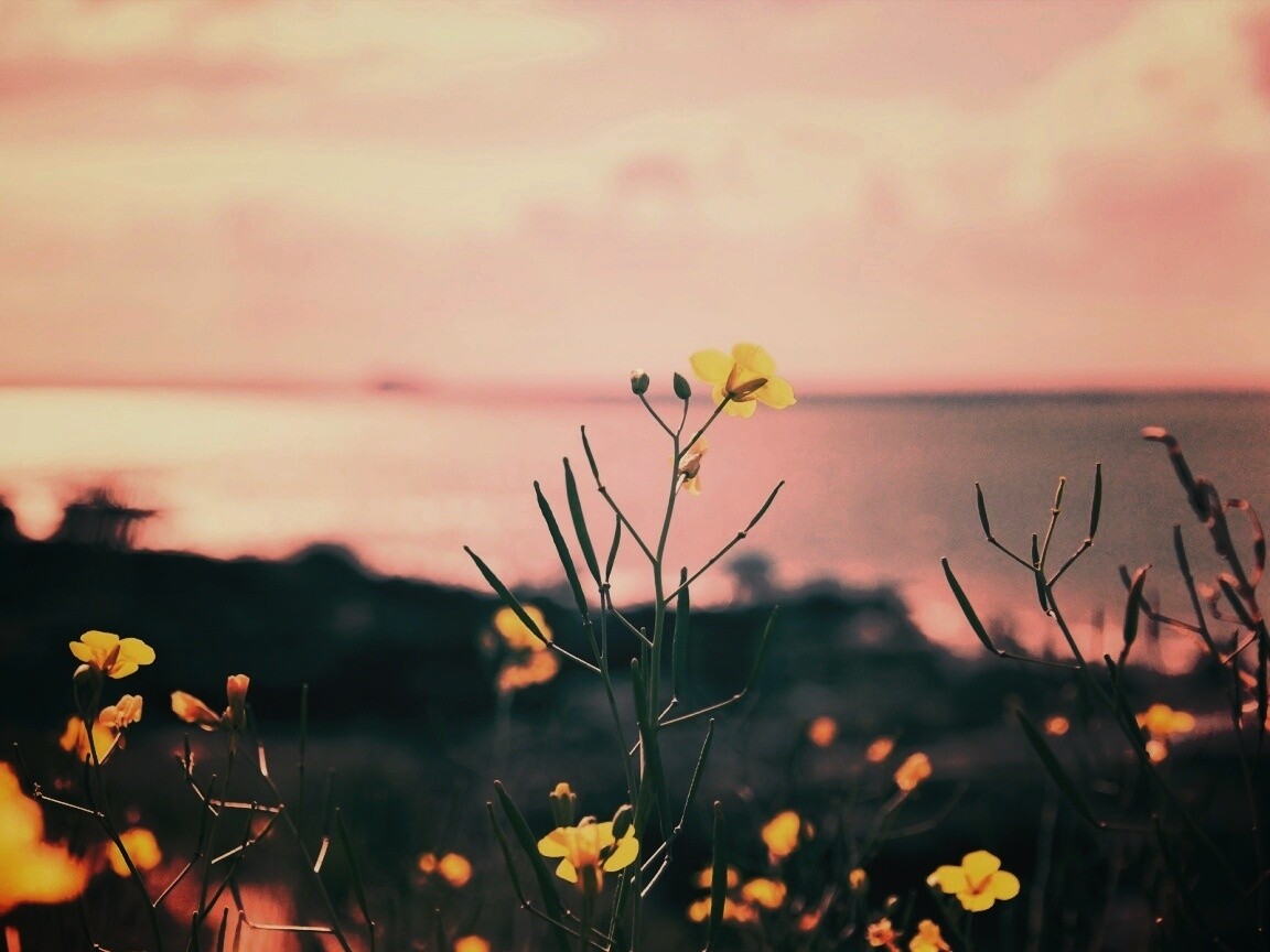 Мелкие жёлтые цветы обои