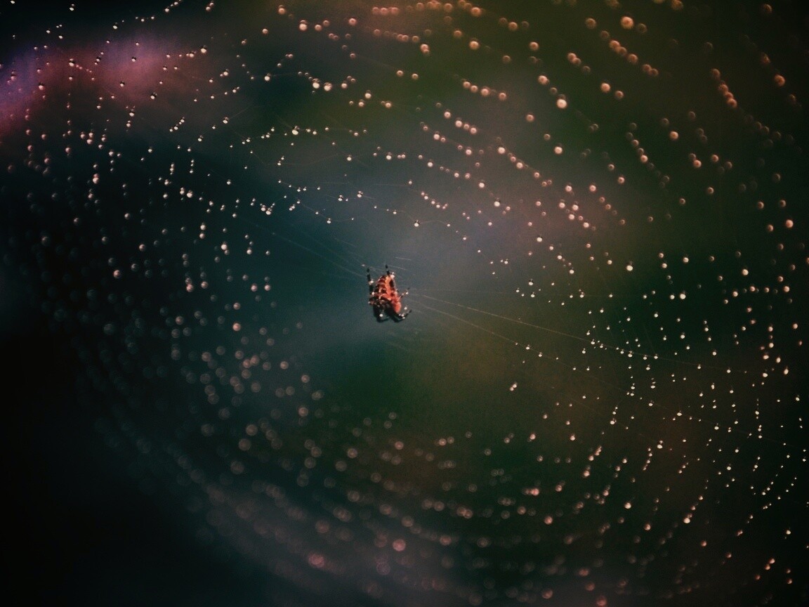 Паук на паутине обои