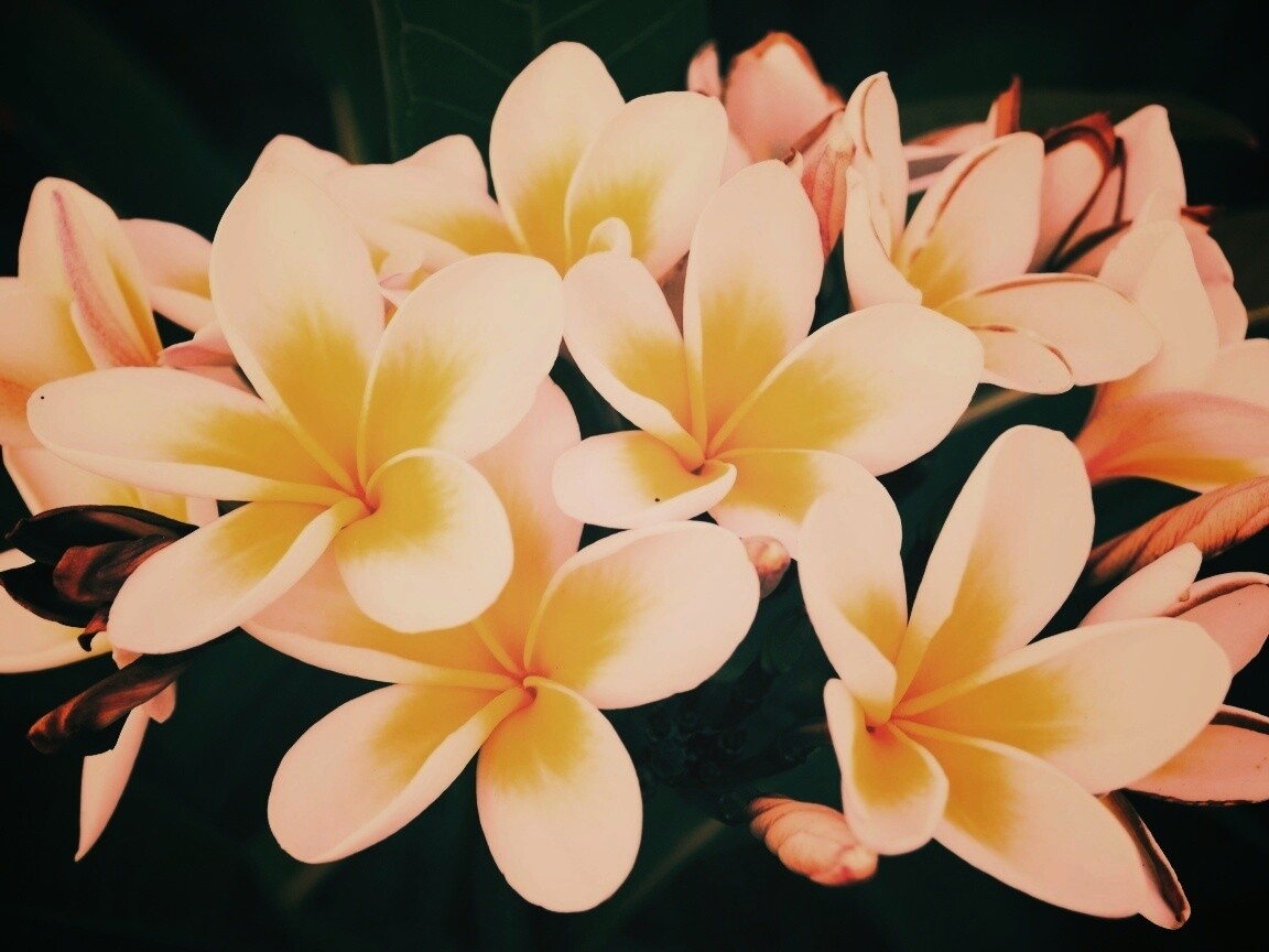 Прекрасные цветы обои