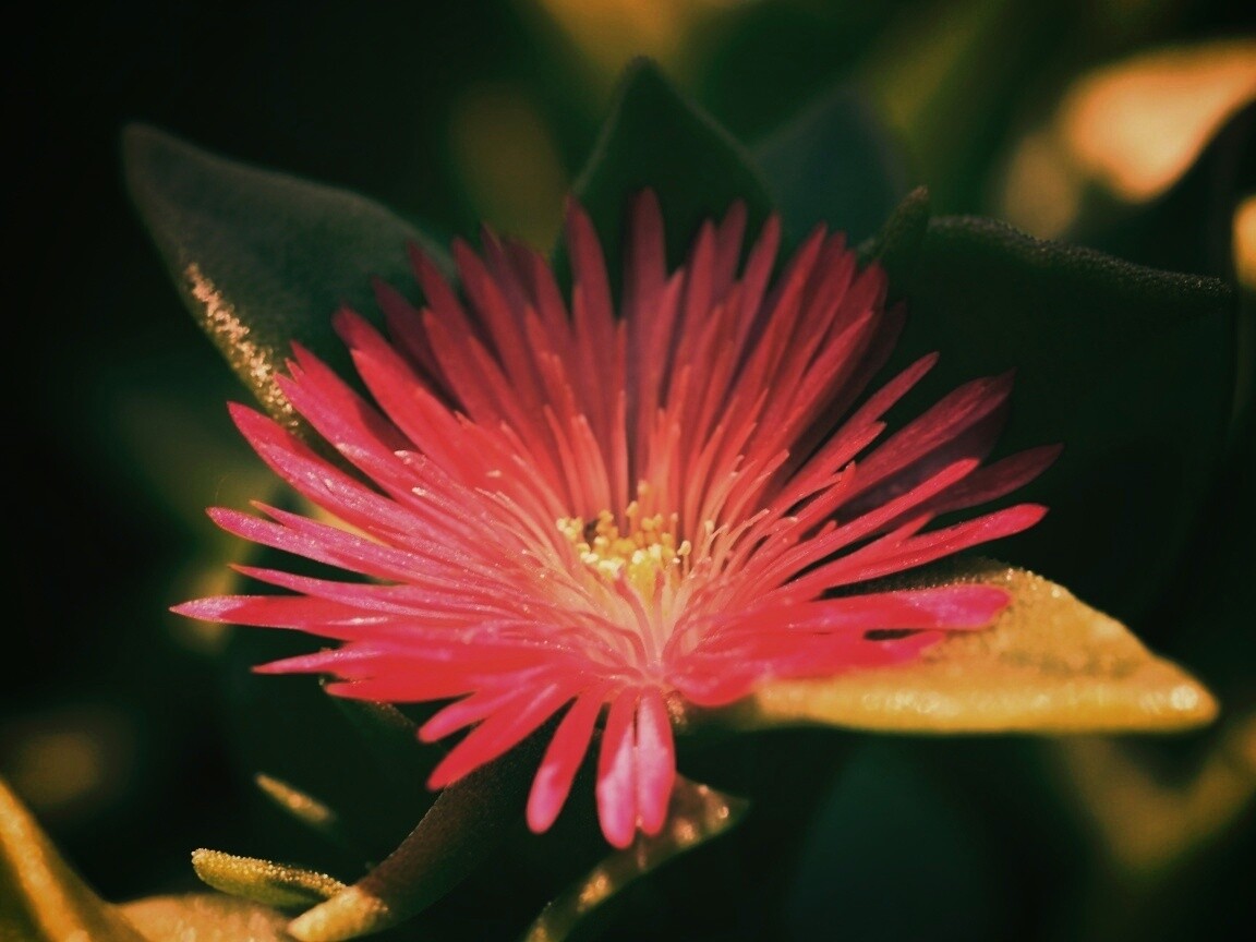 Чудесный цветок обои