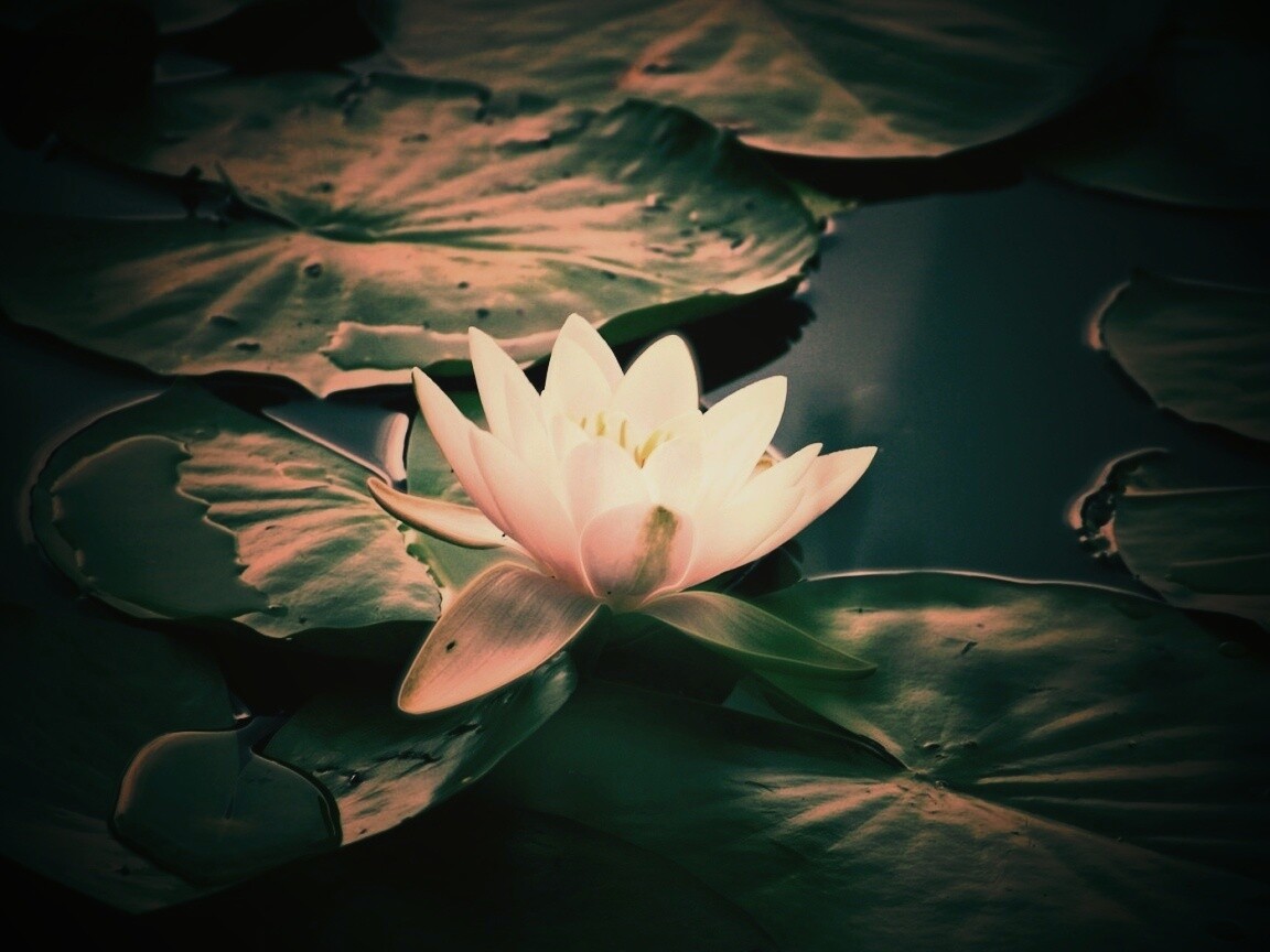 Кувшинка обои