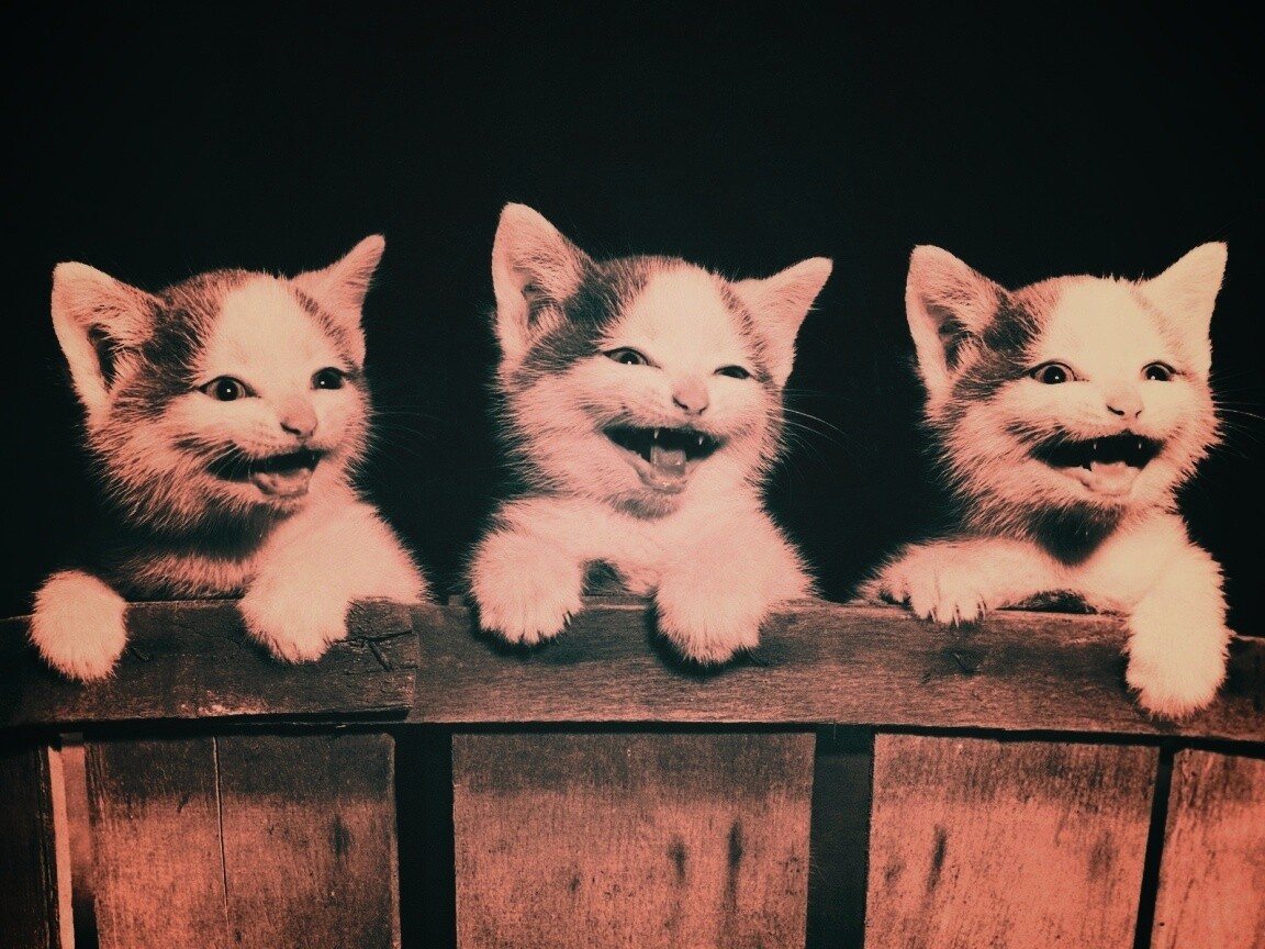 Три милых котенка обои