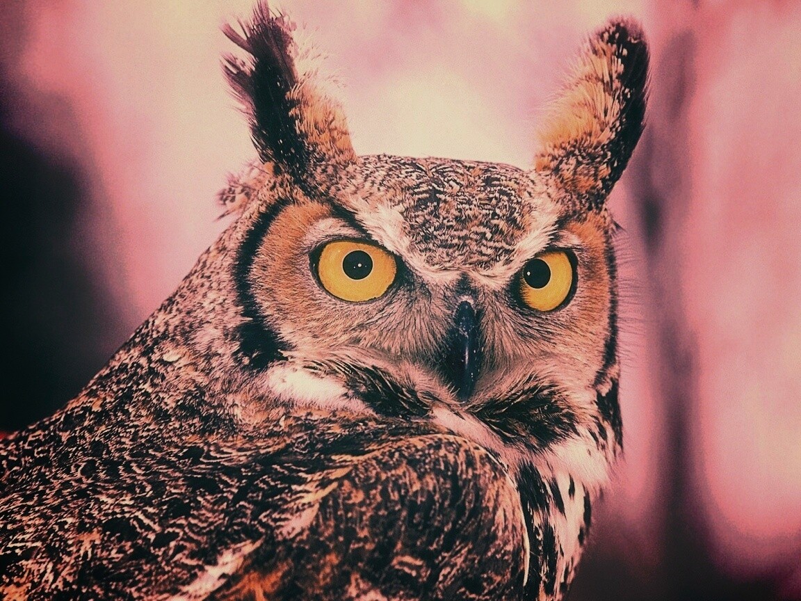 Орлиная сова обои