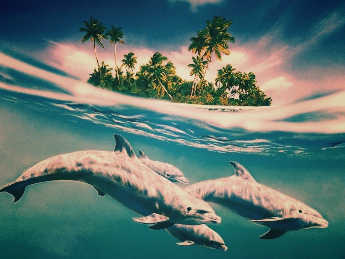 Остров дельфинов обои