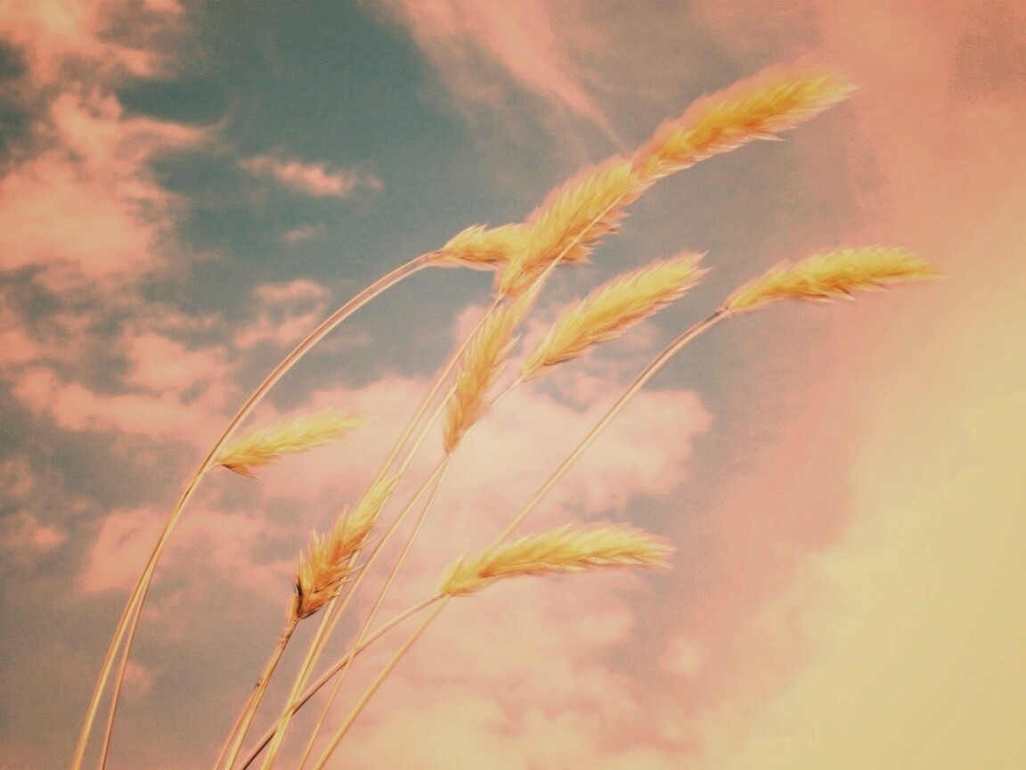 Колосья обои