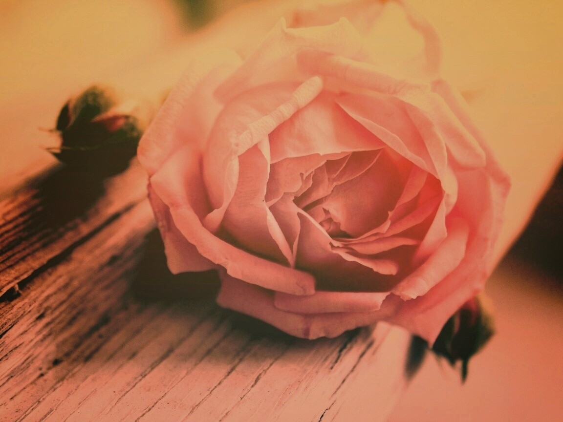 Бутон нежной розы обои