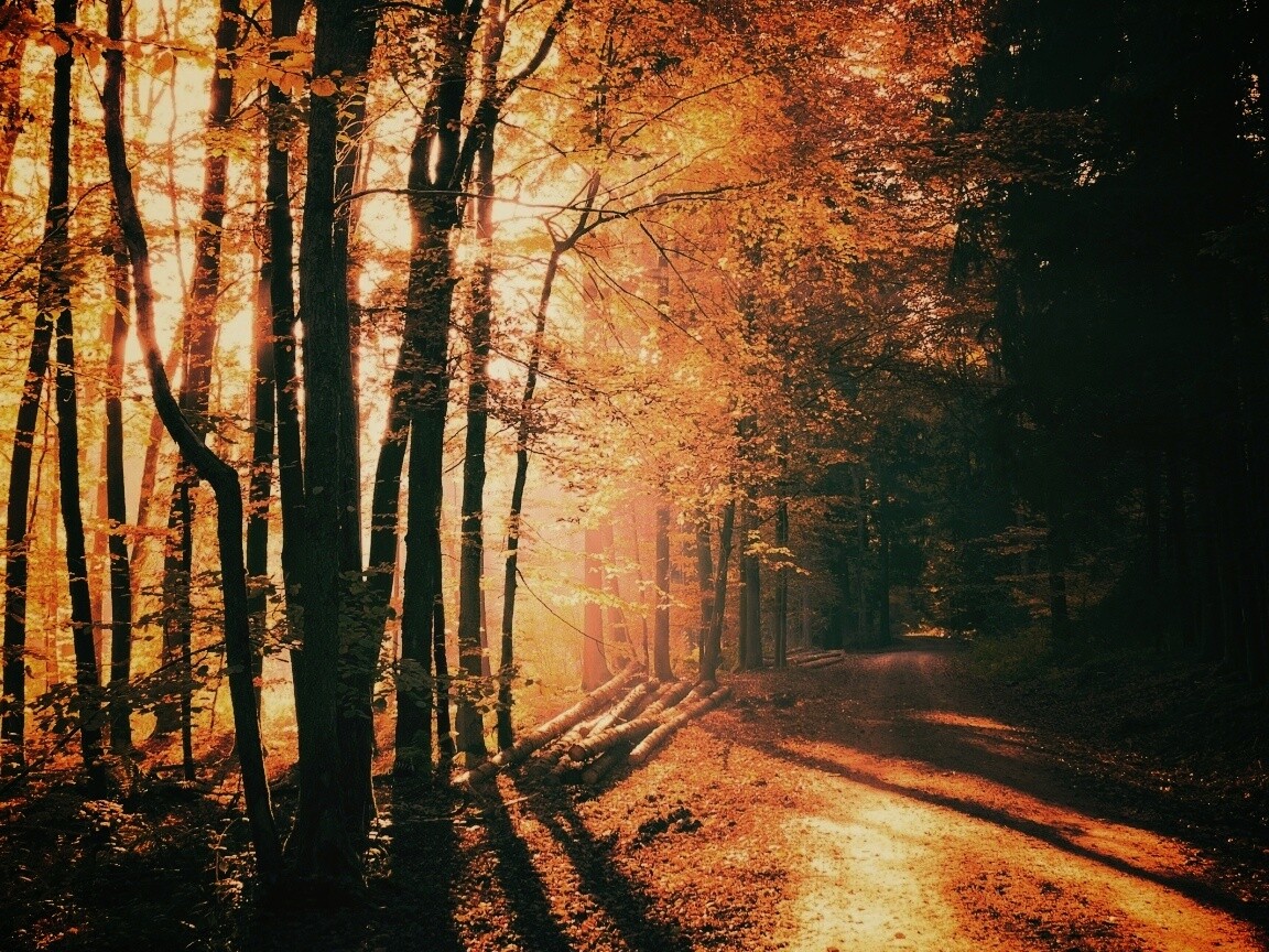 Дорога вдоль просеки в осеннем лесу обои