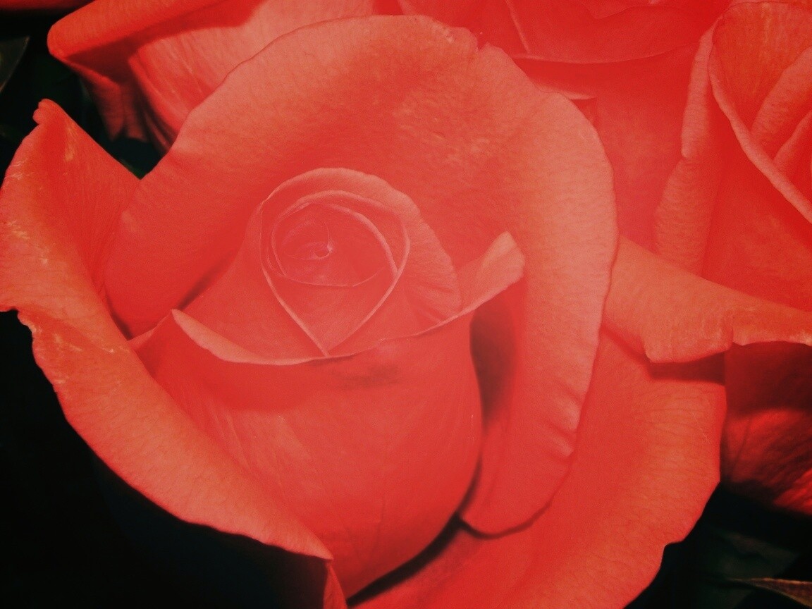 Бутон розы обои