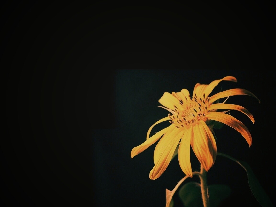 Жёлтый цветок на чёрном фоне обои