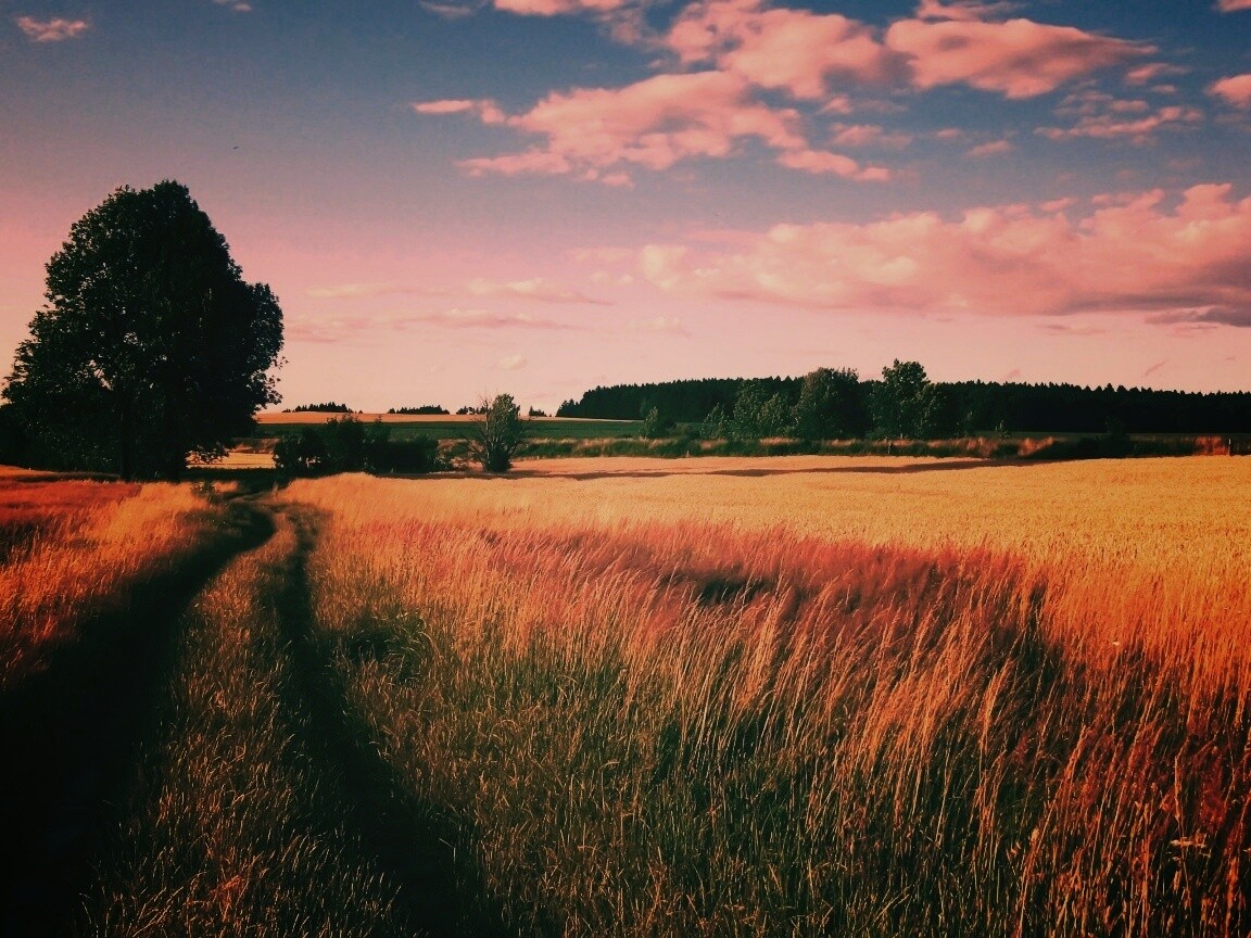 Колея в поле обои
