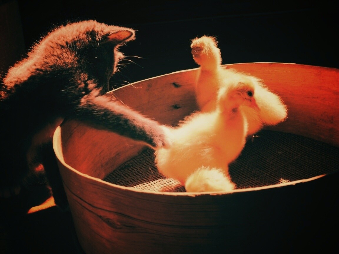 Котенок играет с утятами обои