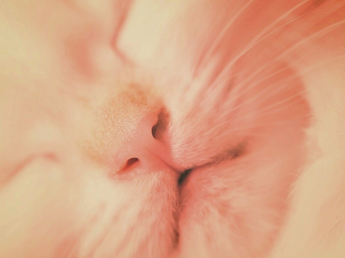 Кошачья мордочка обои