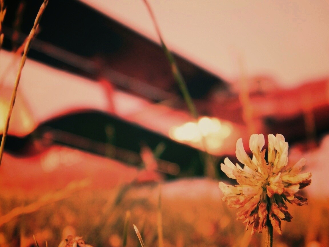 Цветок и красный самолет обои