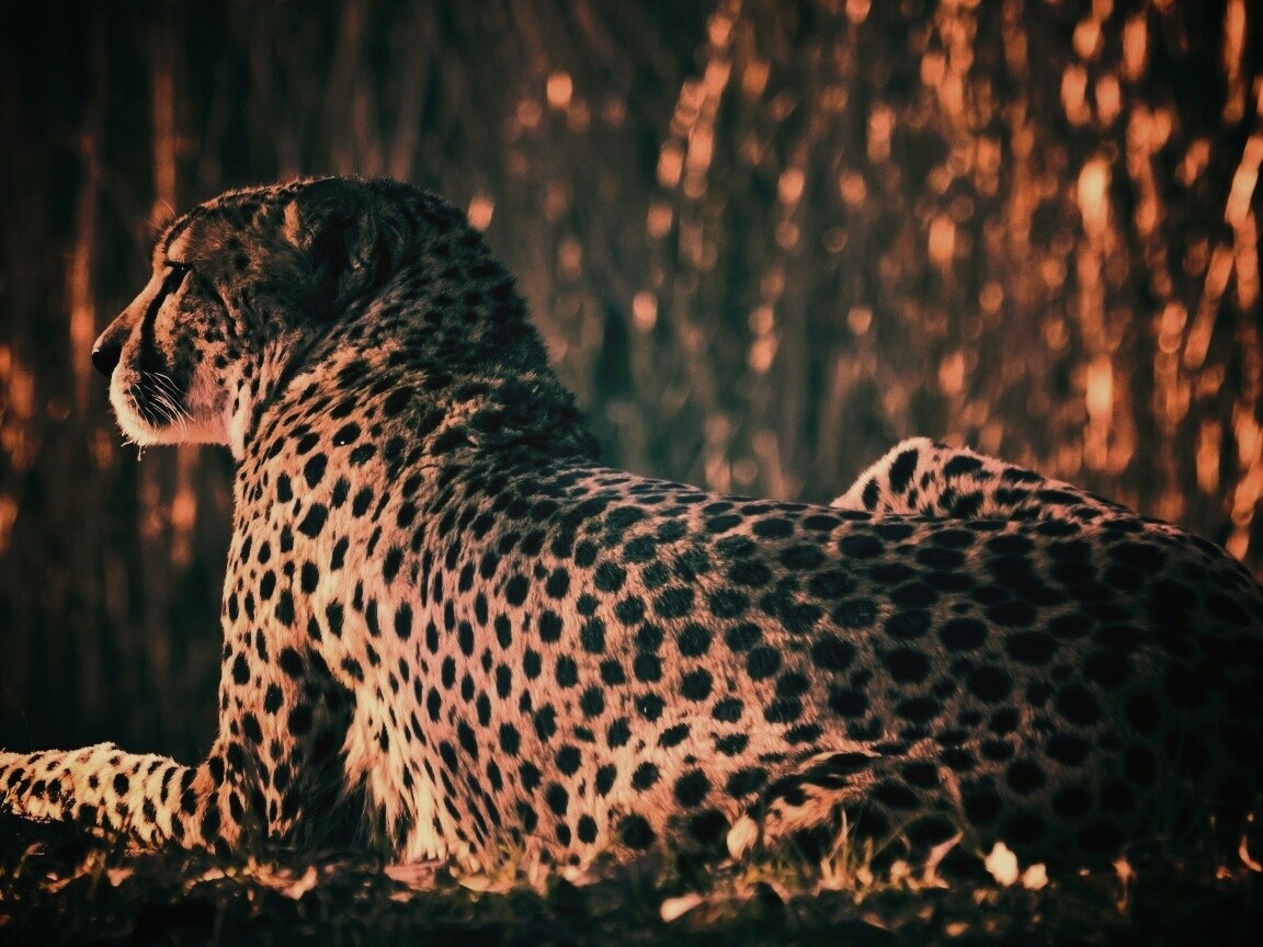 Гепард обои