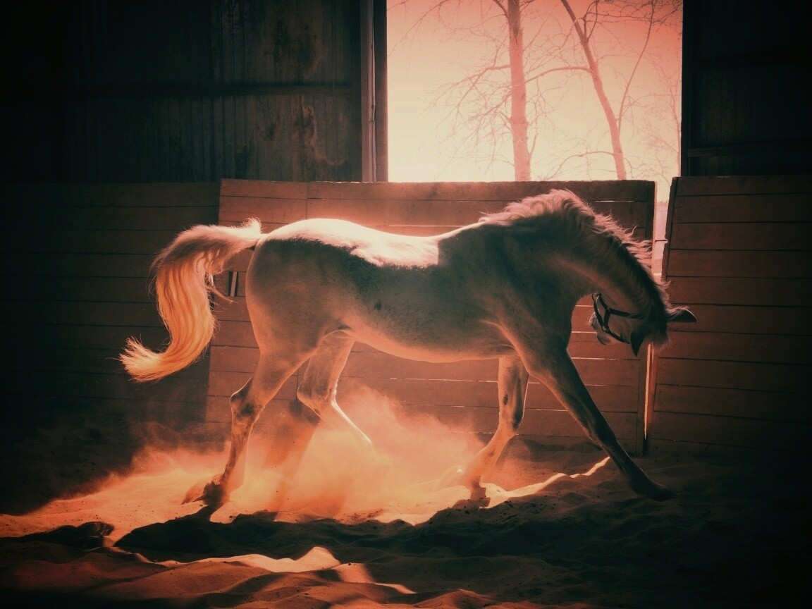 Белая лошадь в загоне обои