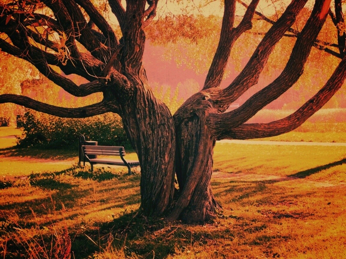 Старые сросшиеся деревья обои
