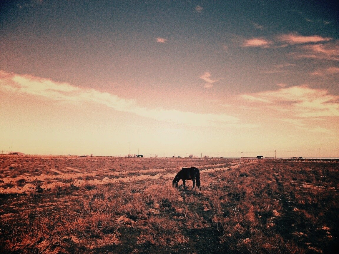 Лошадь пасётся обои