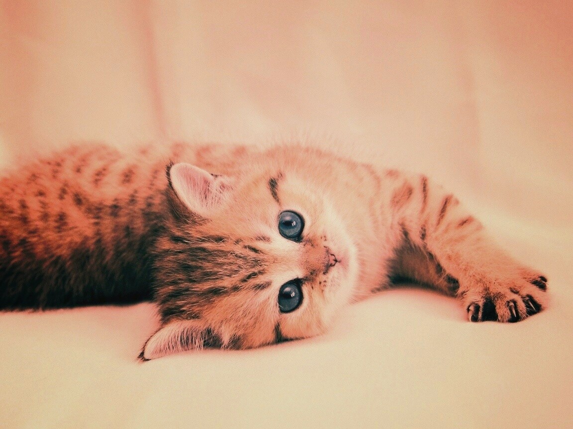 Рыжиый котенок с синим глазами обои