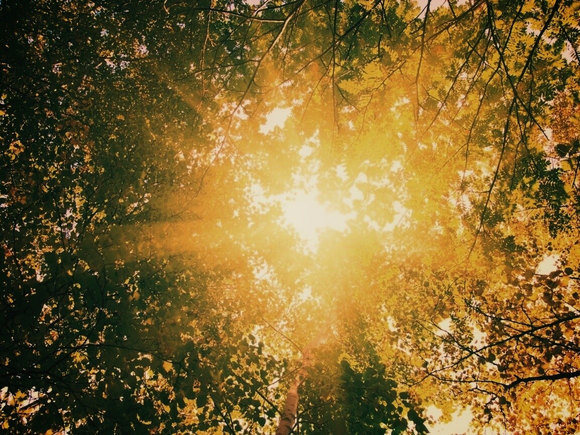 Яркий зеленоватый свет пробивающийся сквозь листву обои