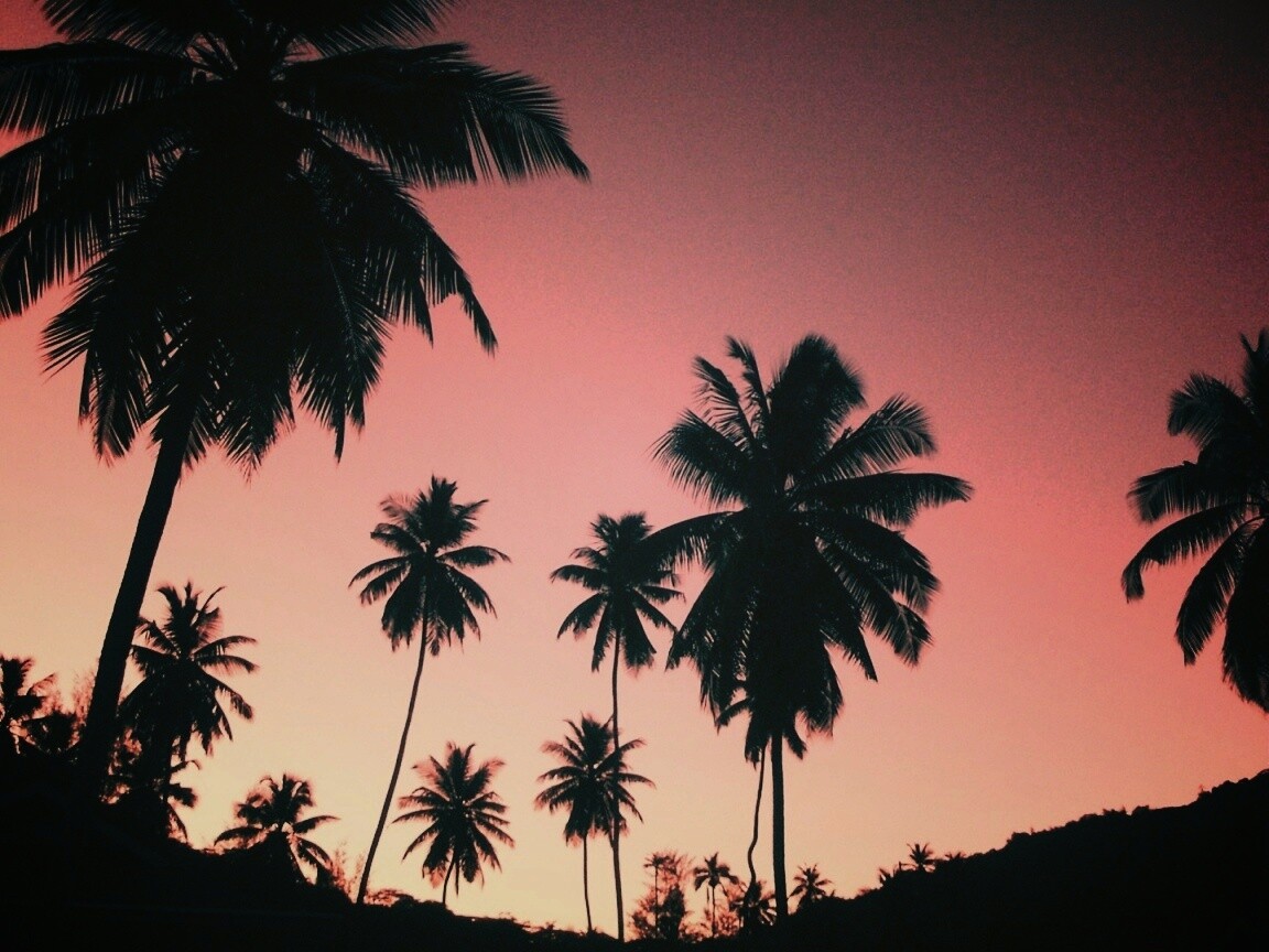 Пальмы на фоне фиолетового неба обои