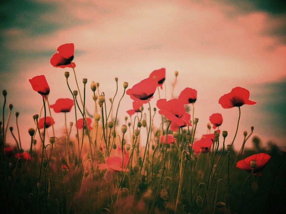 Цветущие маки обои