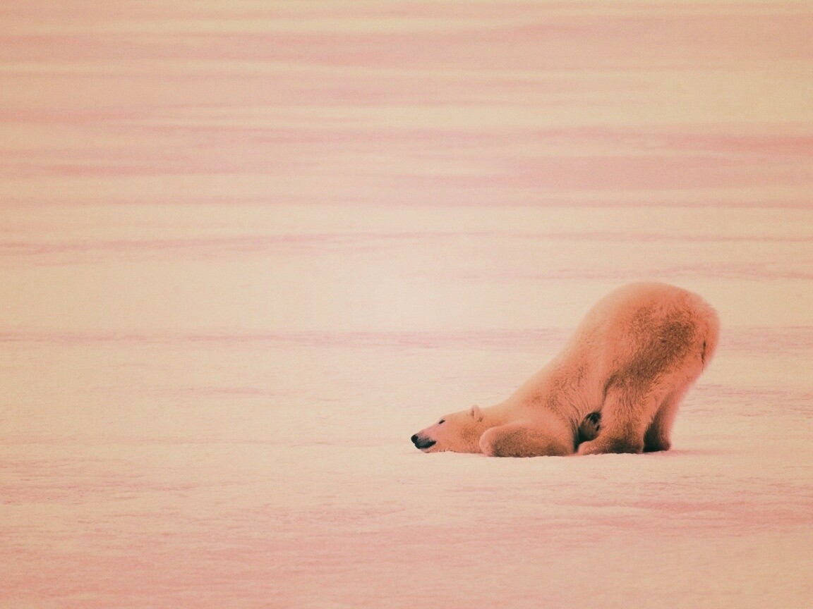 Полярный мишка в смешной позе обои