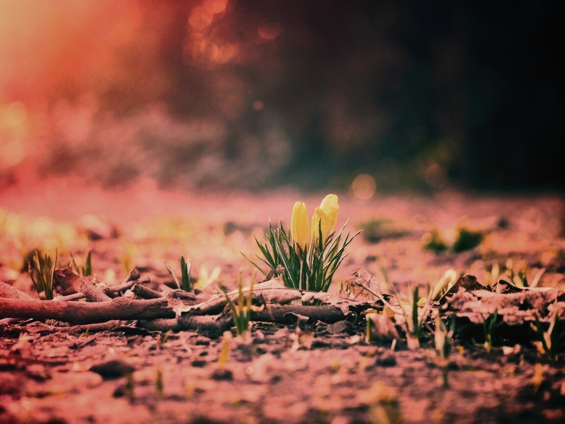 Весенняя трава и цветы обои