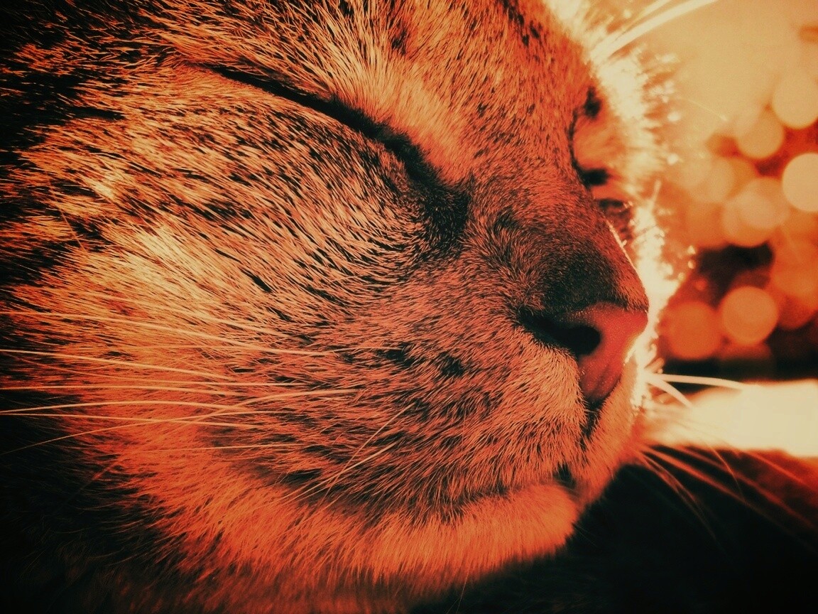 Спящий на солнце рыжий кот обои