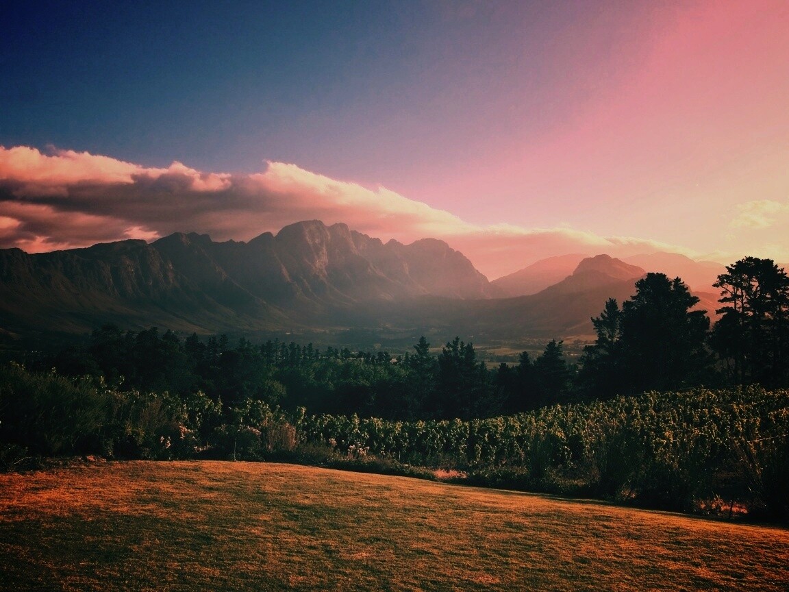 Виноградники в Африке обои