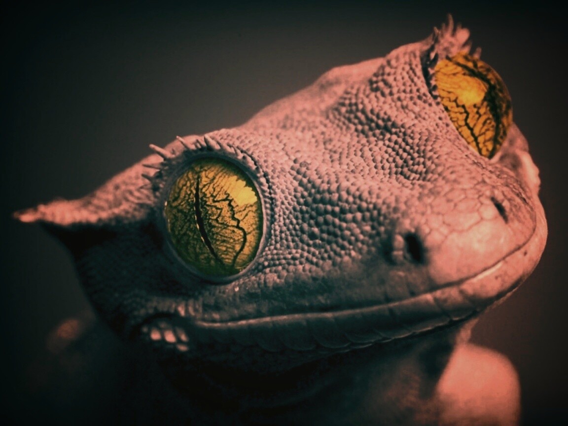 Ящерка обои