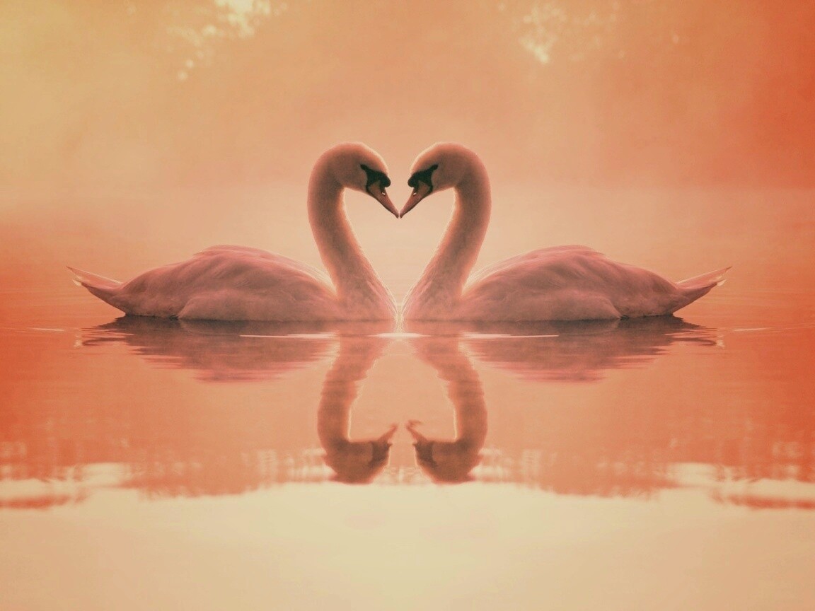 Влюблённые лебеди обои