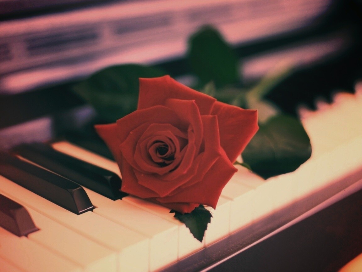Роза на клавишах пианино обои