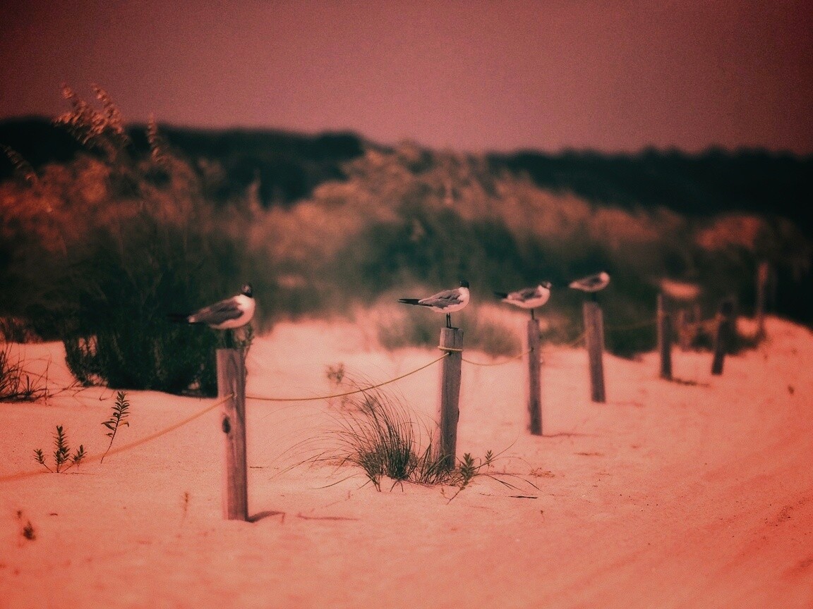 Птички на столбиках обои