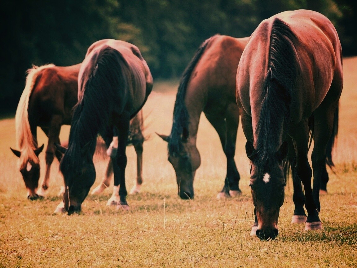 Время пощипать травку обои
