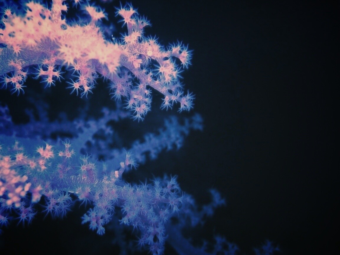 Кораллы обои