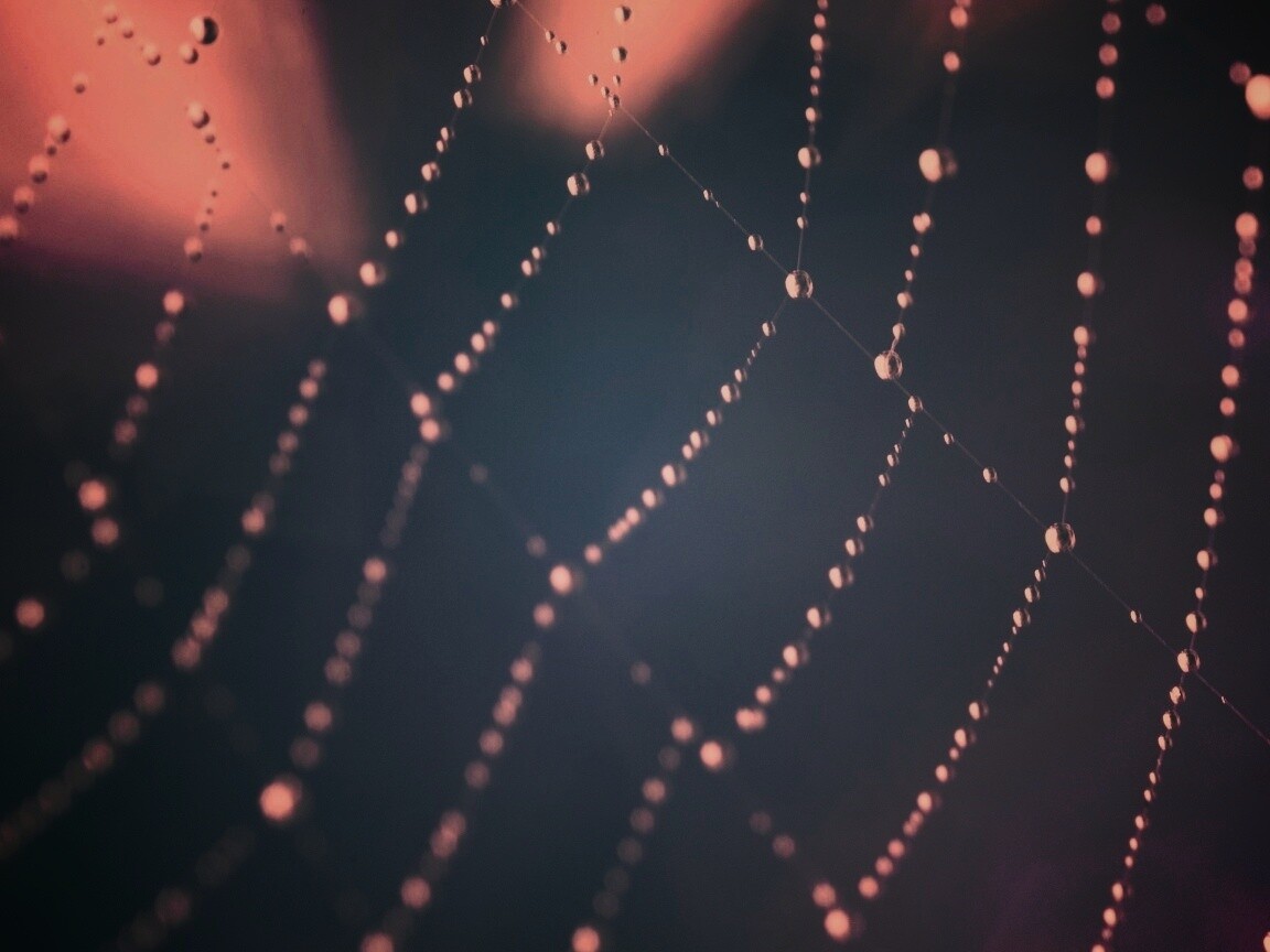 Паучья сеть обои