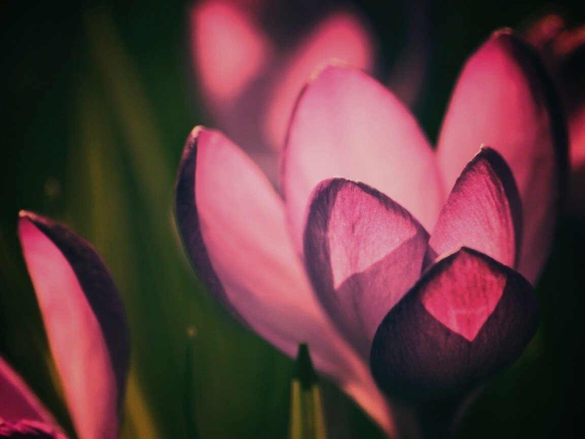 Фиолетовый крокус обои