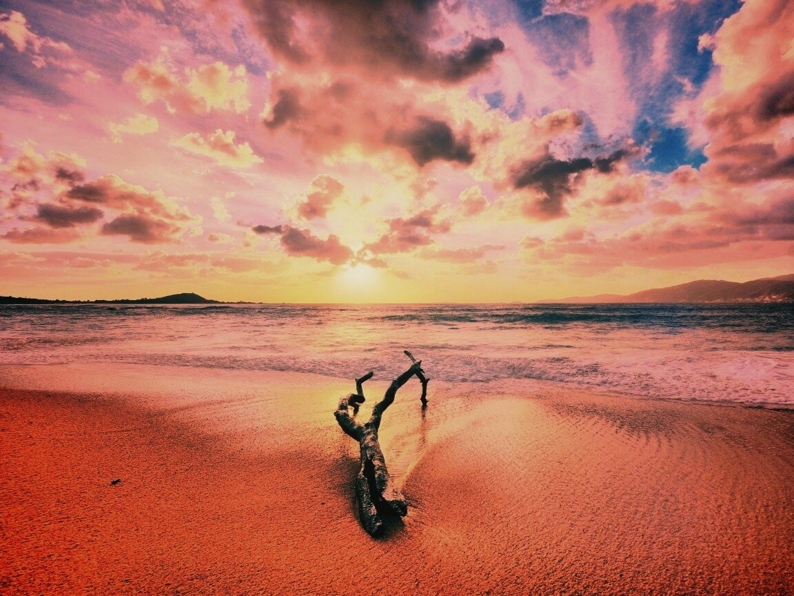 Коряга на пляже обои