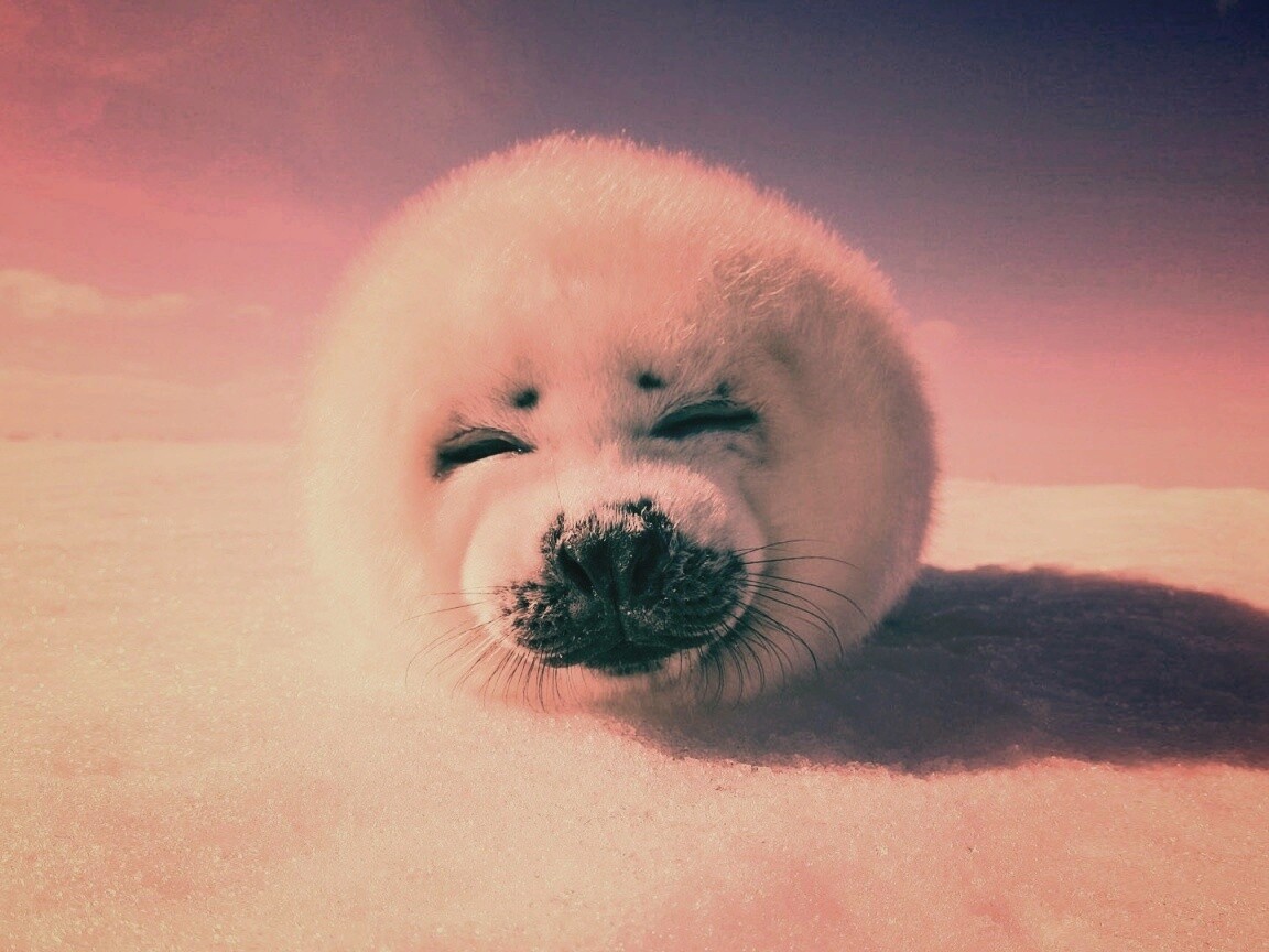 Тюлень-колобок обои