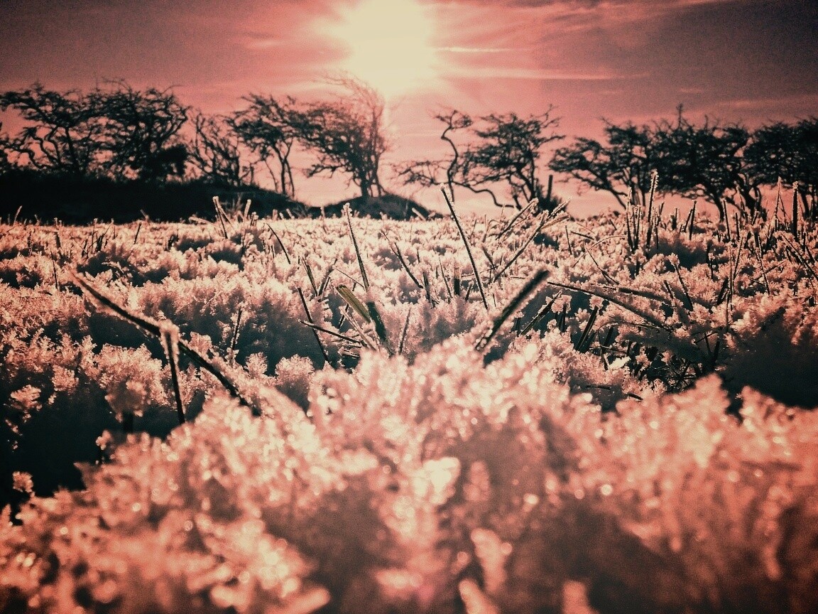 Утренний мороз обои