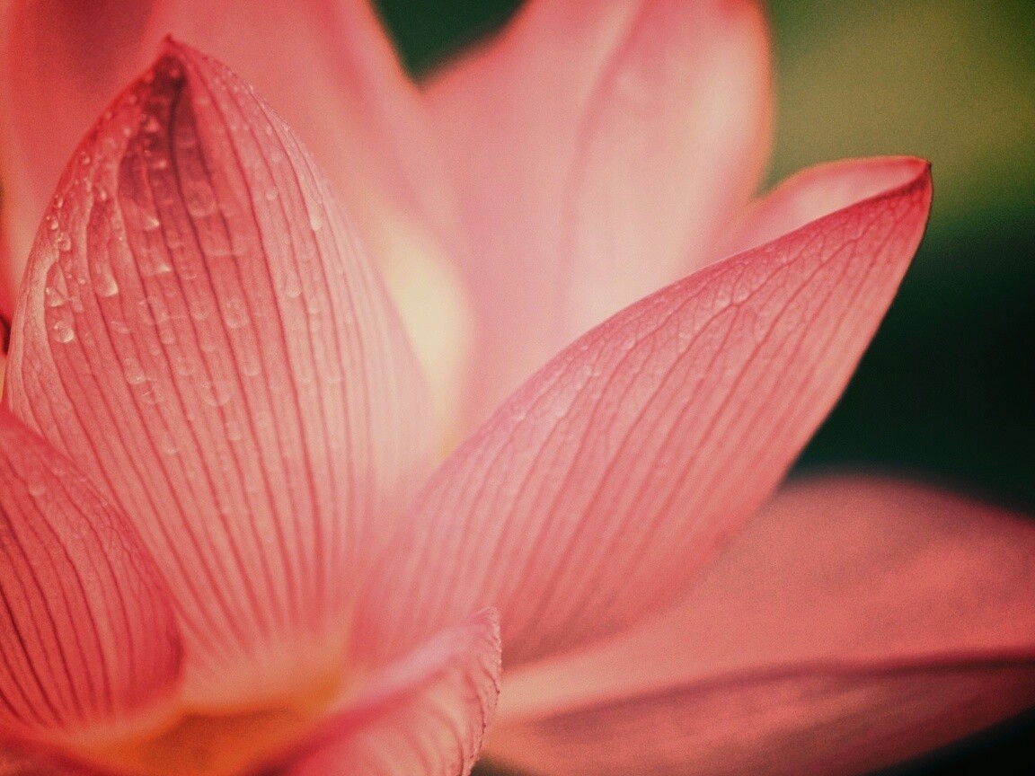 Лепестки цветов обои