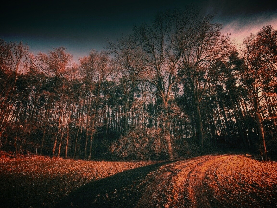 Дорога в лес обои