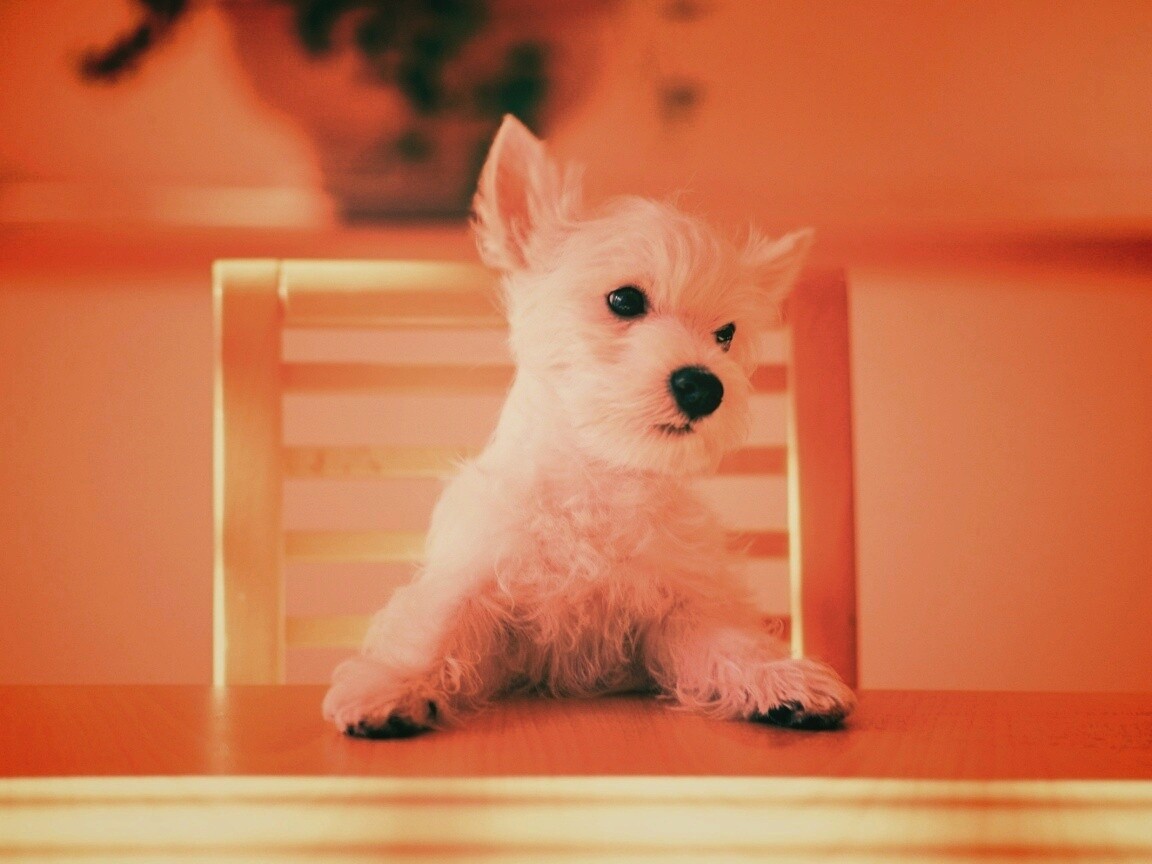 Щенок на стуле обои