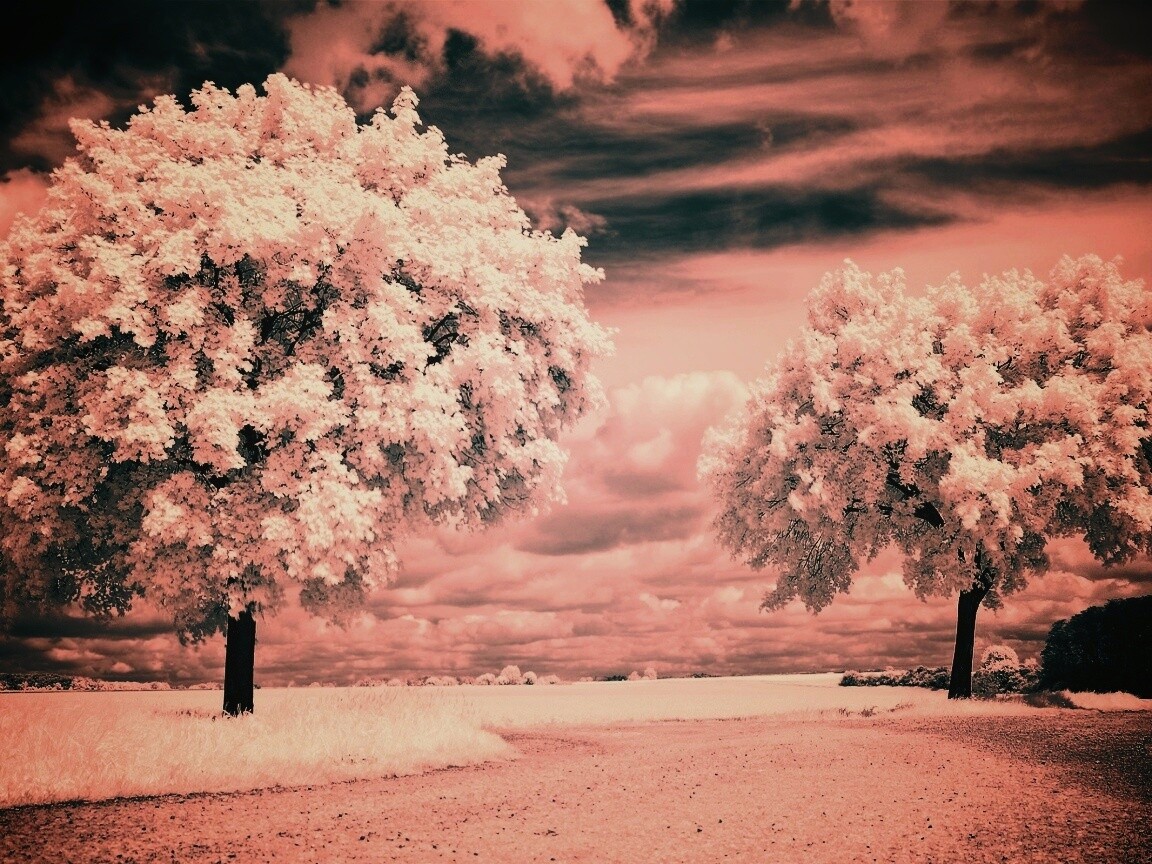 Деревья в цвету обои