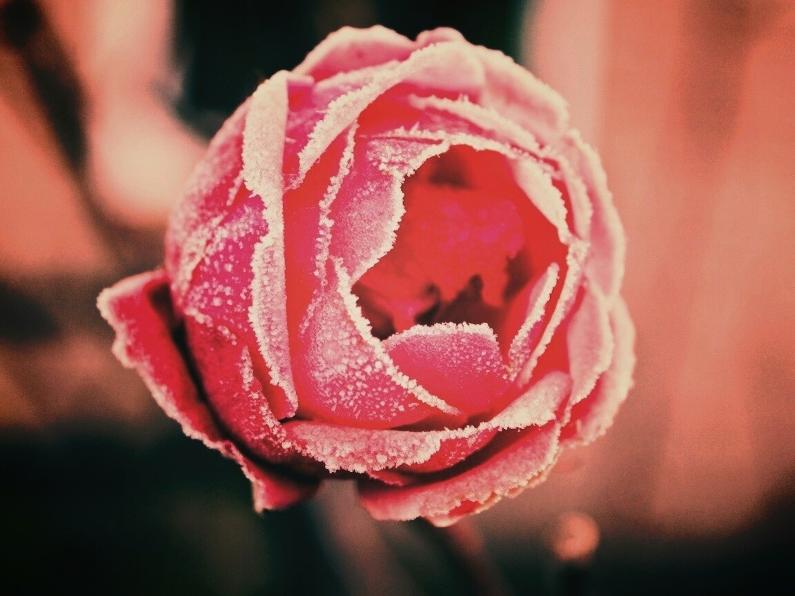 Роза в иние обои